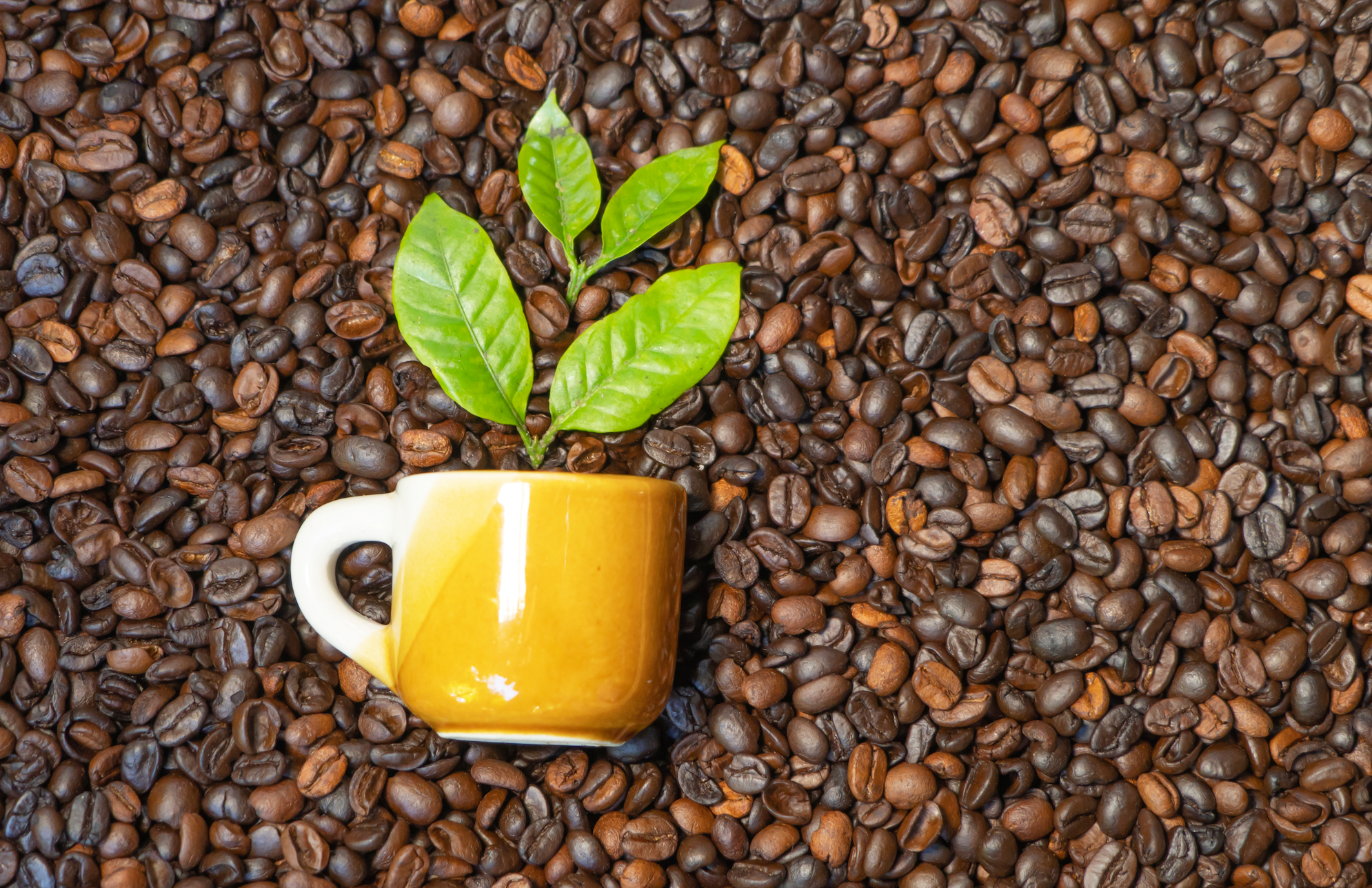 Why Choose Organic Coffee?