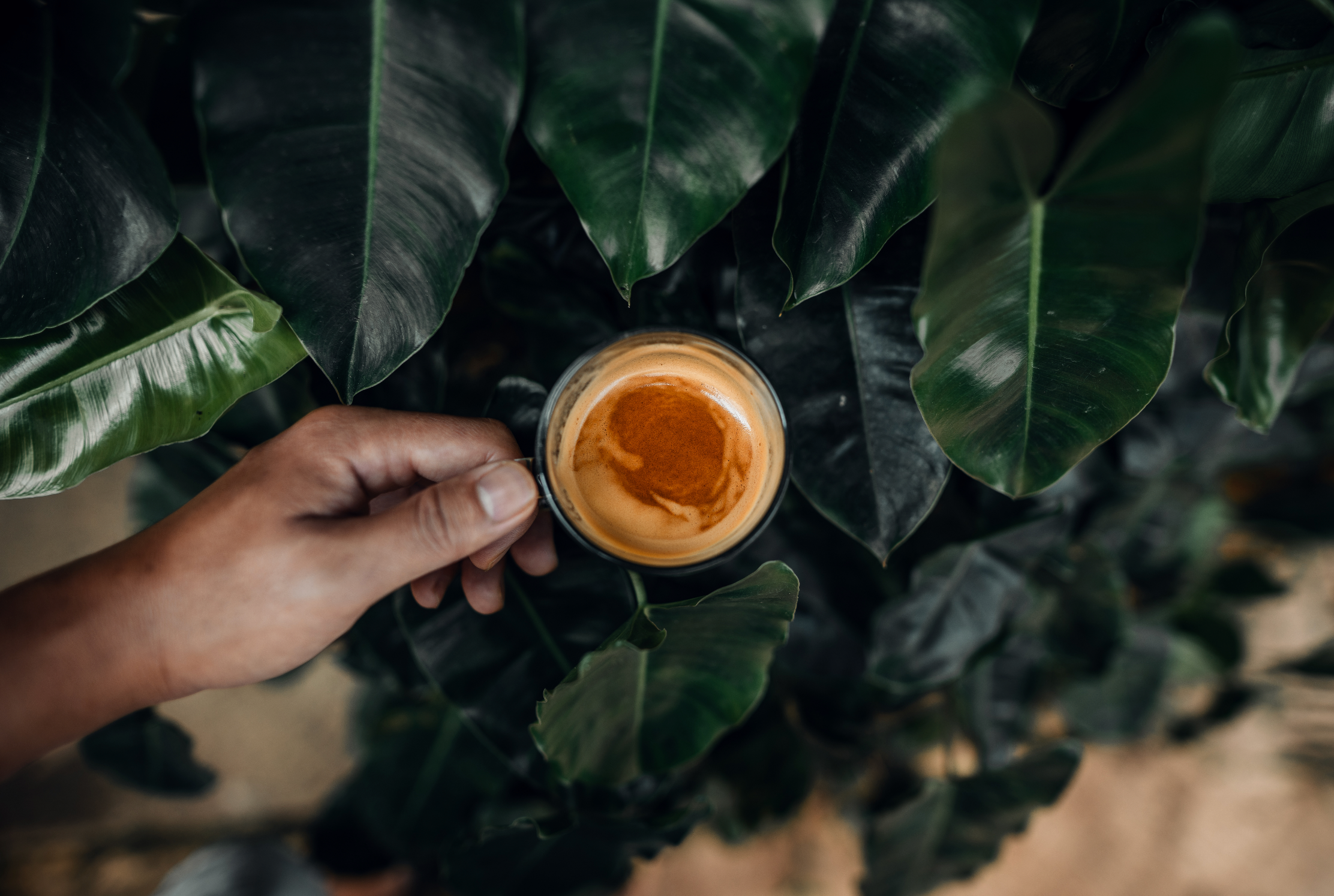 Organic vs. Non-Organic Coffee: Why It Matters for Your Brew