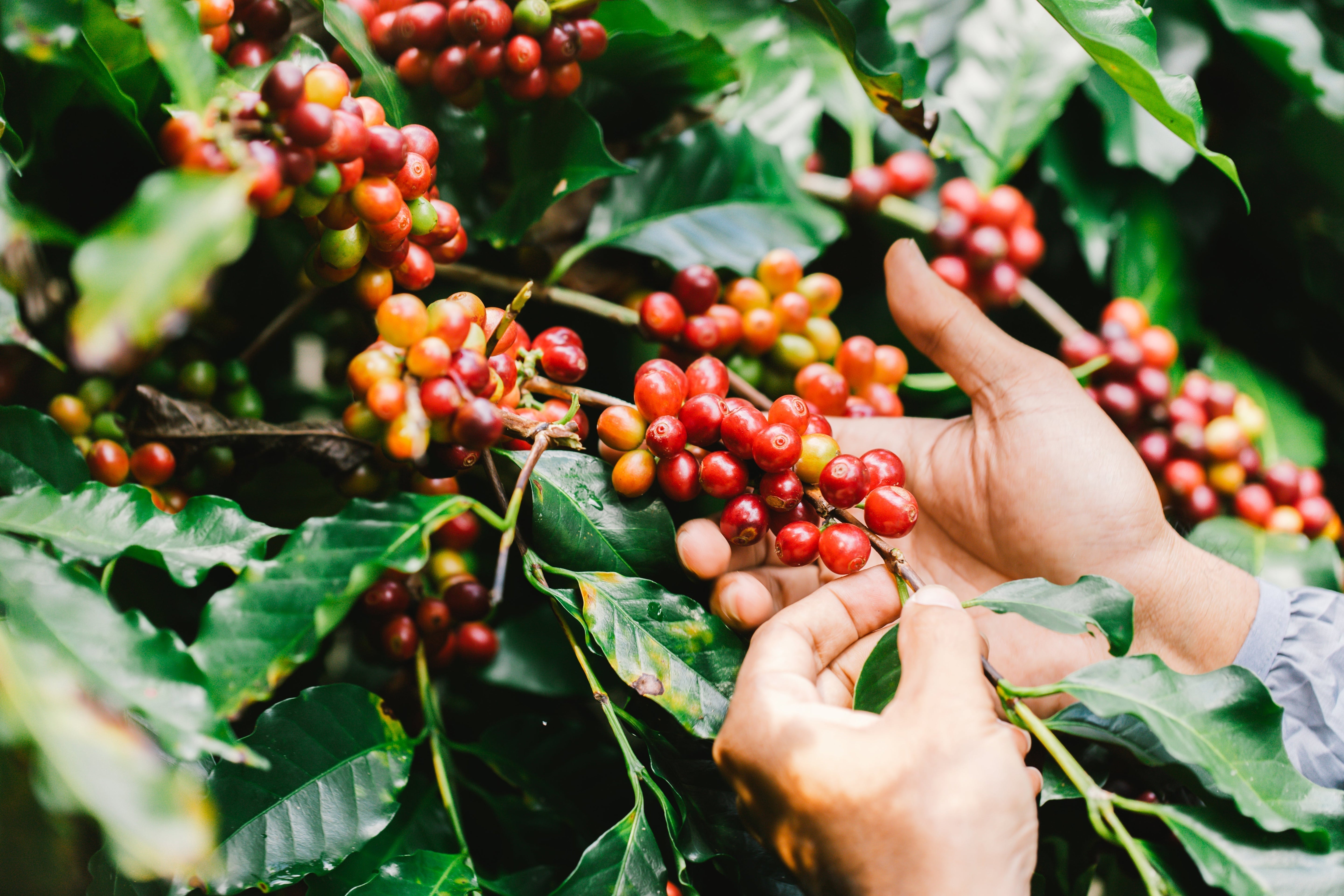 Arabica & Robusta: The Genetics of Coffee