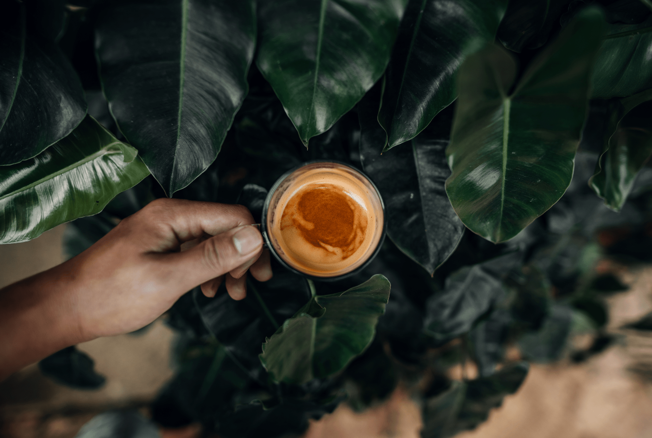 Organic vs. Non-Organic Coffee: Why It Matters for Your Brew - Opaqa Coffee