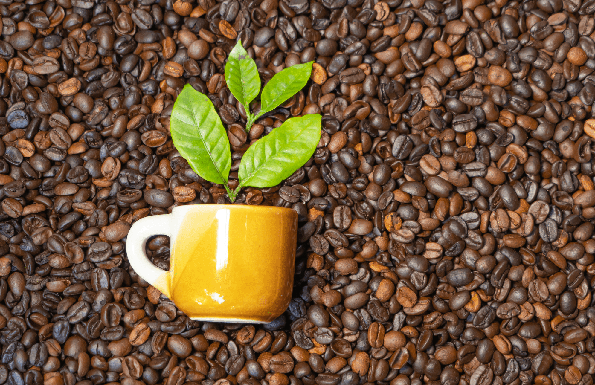 Why Choose Organic Coffee? - Opaqa Coffee