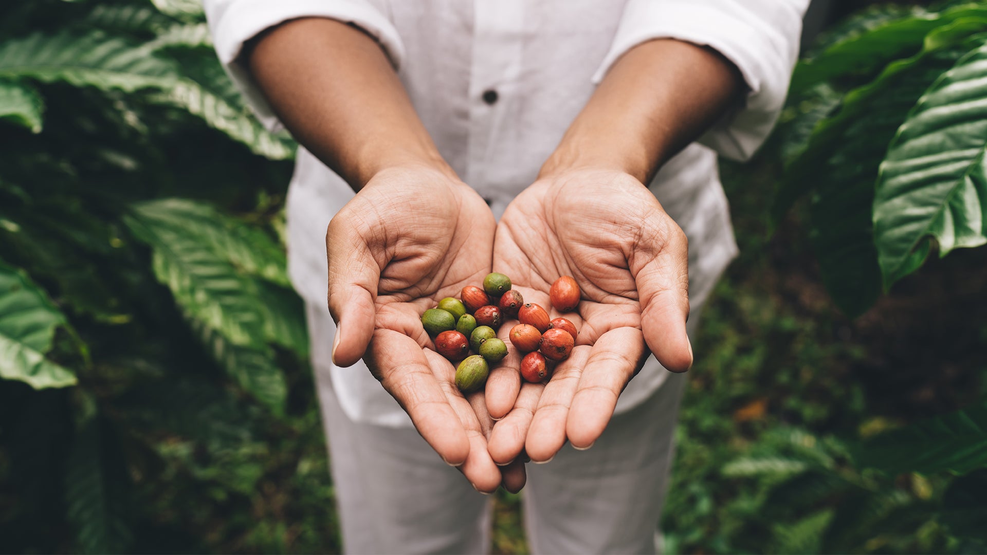 Opaqa Coffee Cherry presented