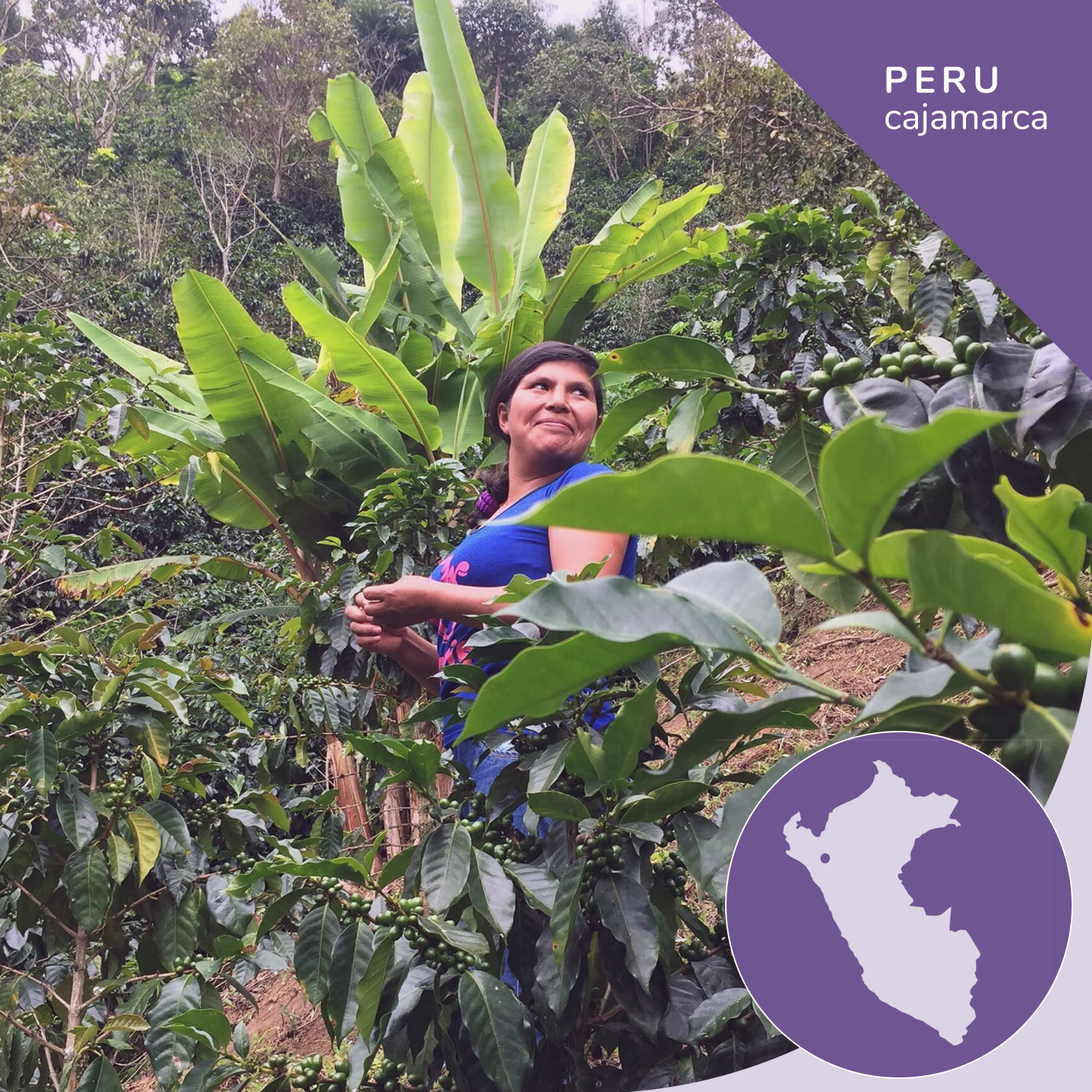 Woman standing among coffee plants with a map of Peru and 'Peru Cajamarca' text overlay.