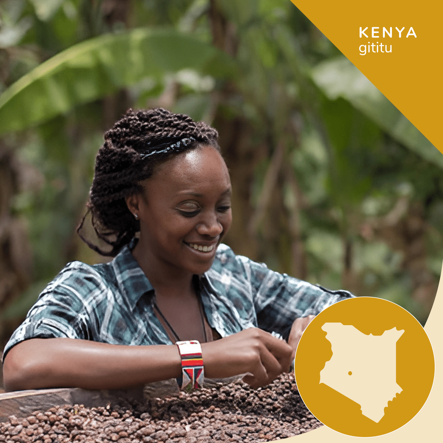 Kenya AA Premium Coffee - Opaqa Gititu Gold - Opaqa Coffee