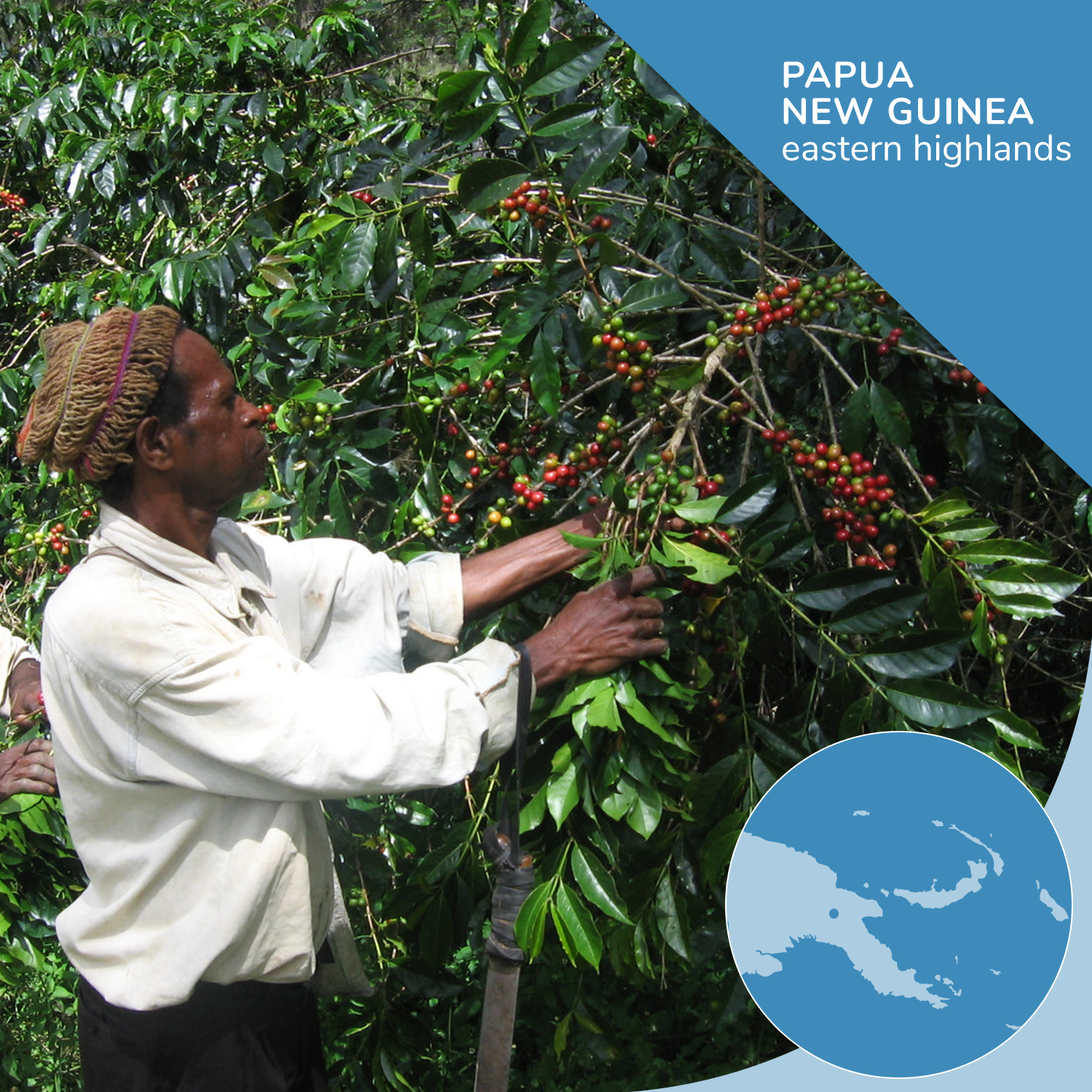 Person harvesting coffee cherries on a tree with 'Papua New Guinea eastern Highlands' text and map.