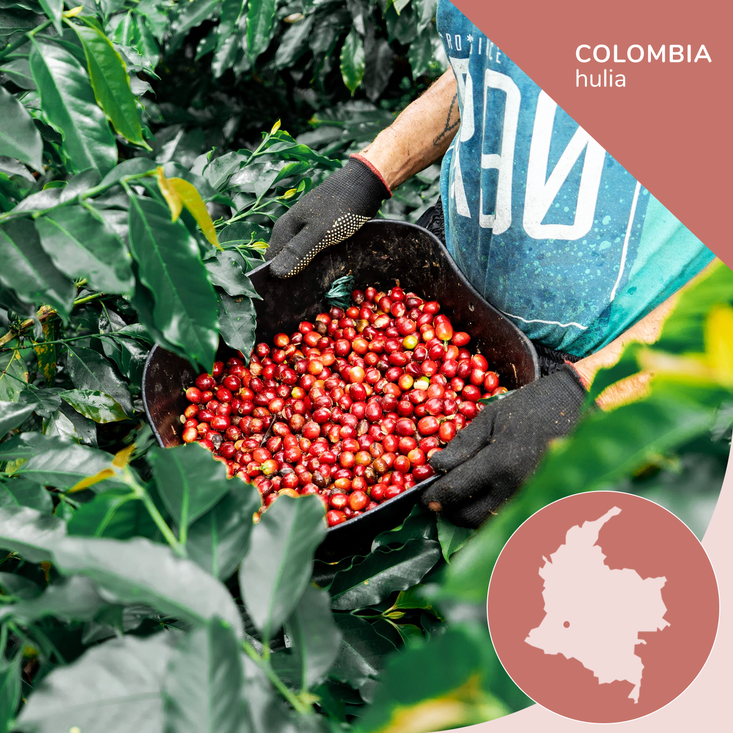 Specialty Colombian Coffee, Pink Bourbon - Opaqa Amelia’s Blossom - Opaqa Coffee