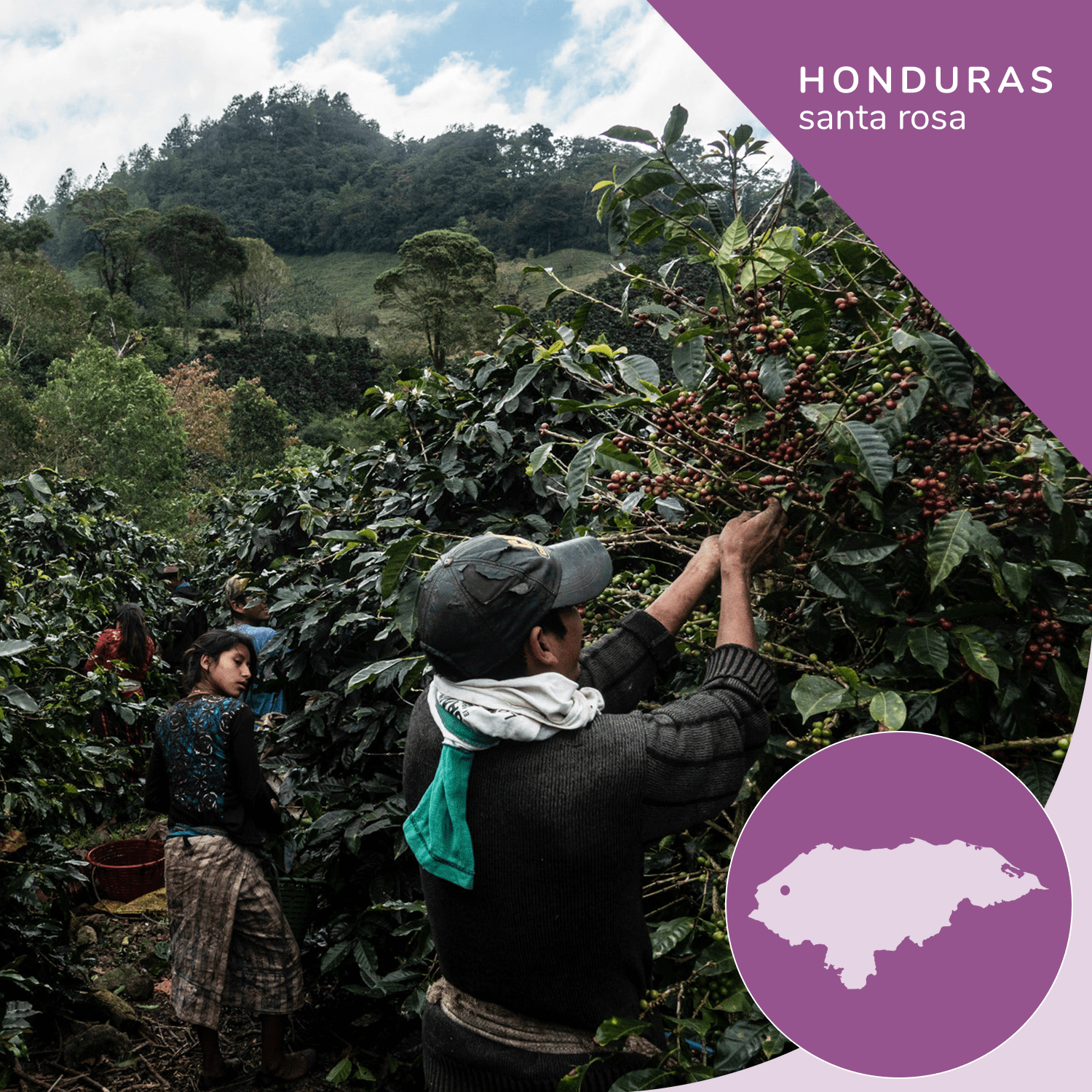 Specialty Honduras Organic Coffee, Opaqa Honduran Splendor - Opaqa Coffee