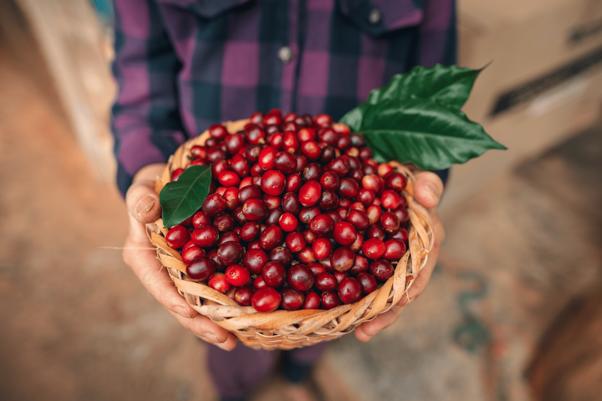 Coffee Rituals of Honduras: Savoring the Heart of Latin America - Opaqa Coffee