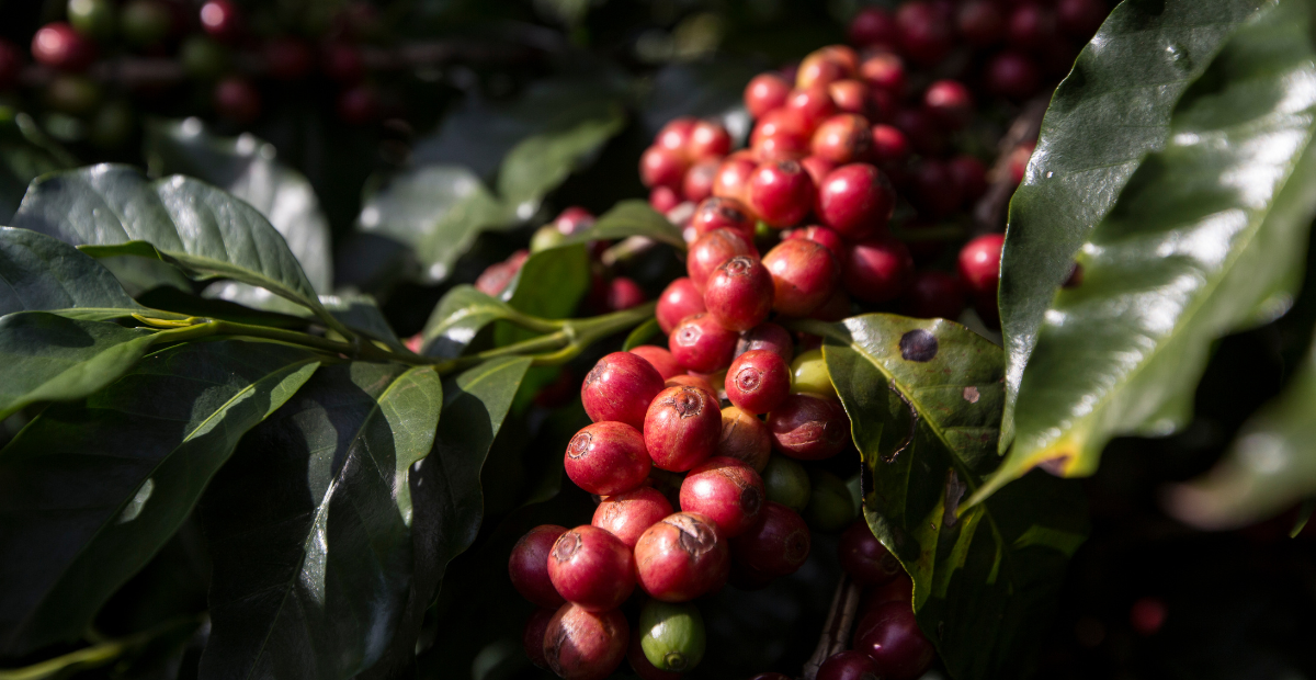 Single Origin Coffees