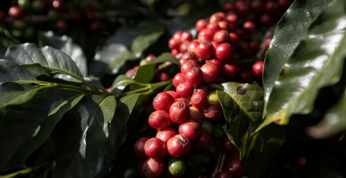 Single Origin Coffees - Opaqa Coffee