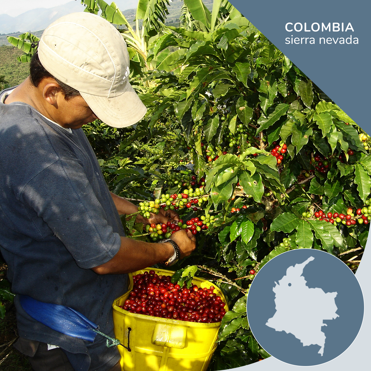 Man harvesting coffee cherries in a coffee plantation with 'Colombia Sierra Nevada' text and map inset.