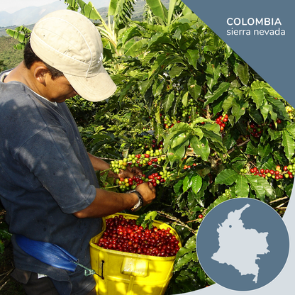 Man harvesting coffee cherries in a coffee plantation with 'Colombia Sierra Nevada' text and map inset.