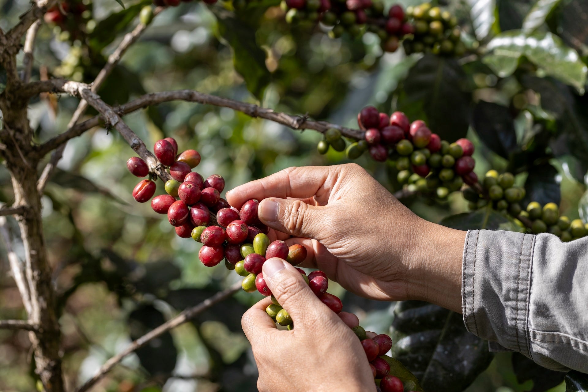 Single Origin Coffees